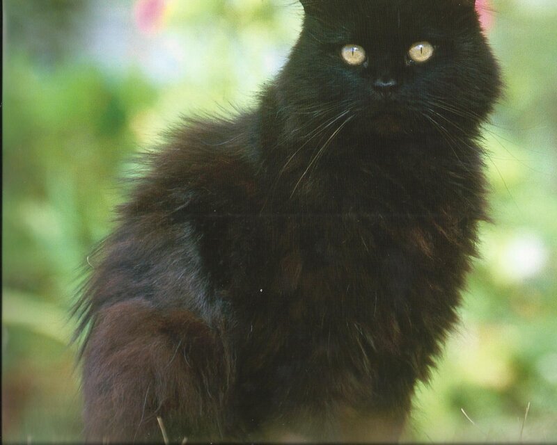 Black Long-haired Cat — Calm, Afternoon