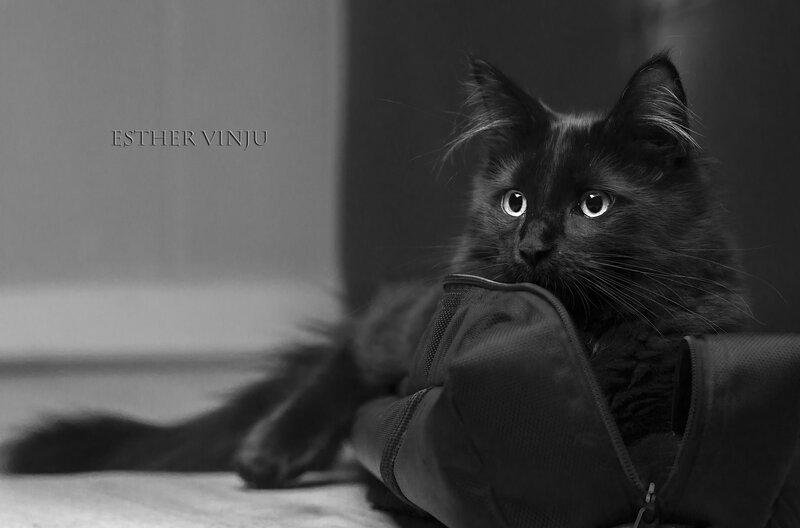 Black Long-haired Cat — Calm, Photograph, Bag