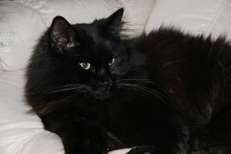 Black Long-haired Cat — Calm, Photograph, Couch