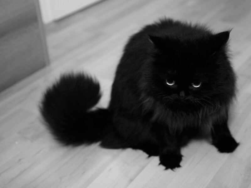 Black Long-haired Cat — Calm, Photograph, Floor
