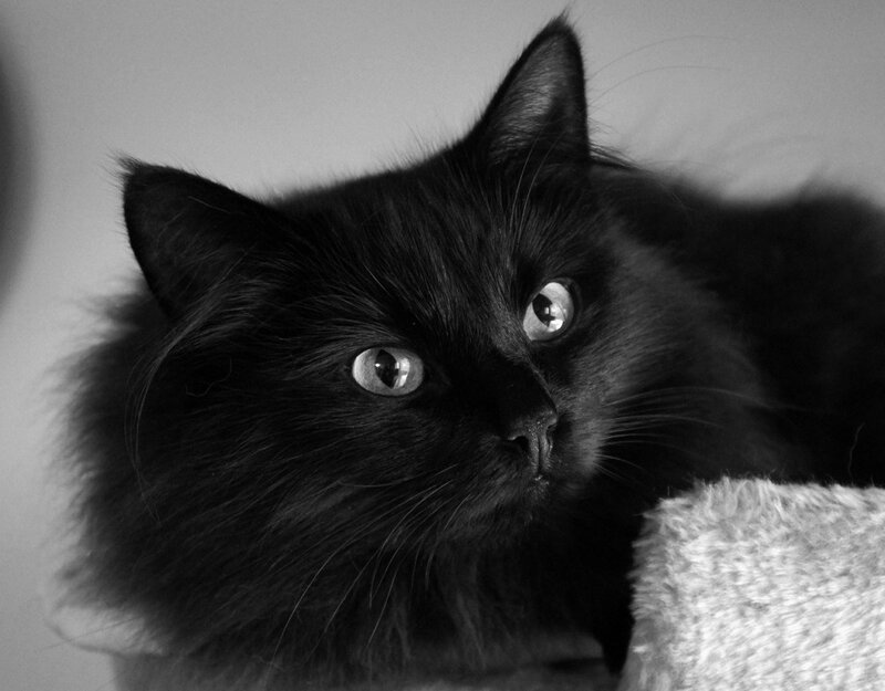 Black Long-haired Cat — Calm, Photograph, Pillow