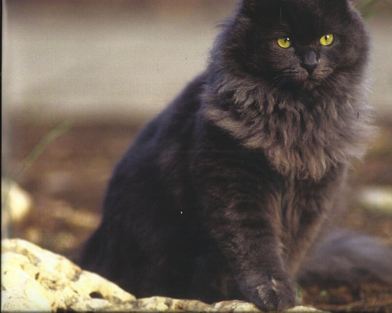 Black Long-haired Cat — Calm, Photograph, Rock