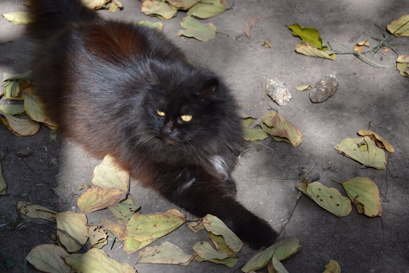 Black Long-haired Cat — Calm
