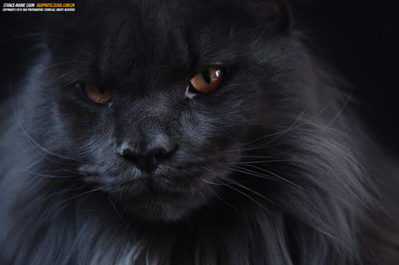 Black Long-haired Cat — Dramatic, Photograph, Eyes