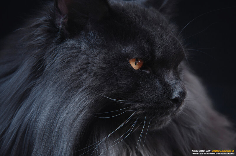 Black Long-haired Cat — Dramatic, Photograph