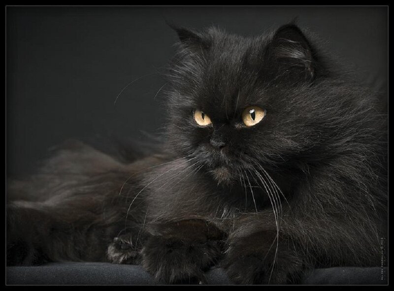 Black Long-haired Cat — Dramatic