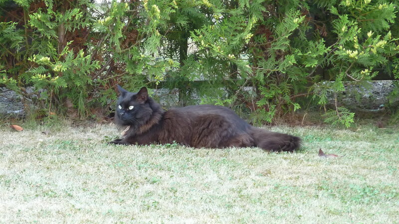Black Long-haired Cat — Green