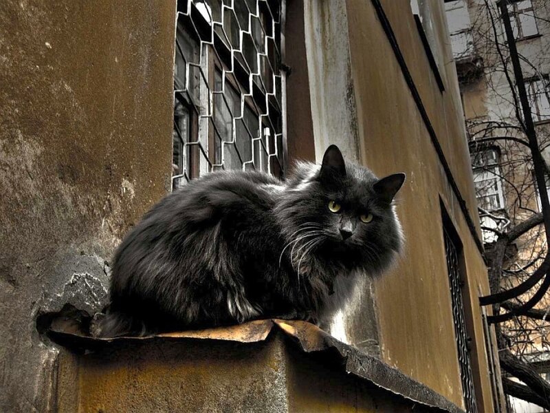 Black Long-haired Cat