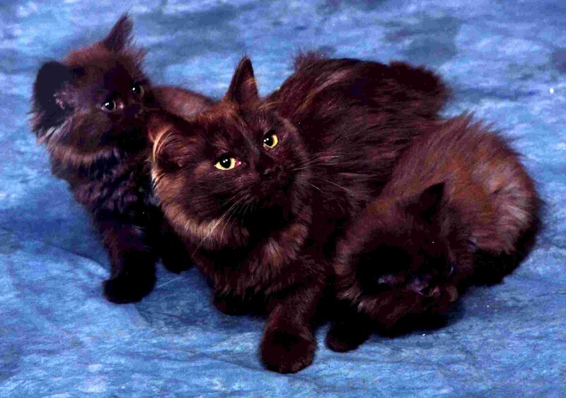 Black Long-haired Cats