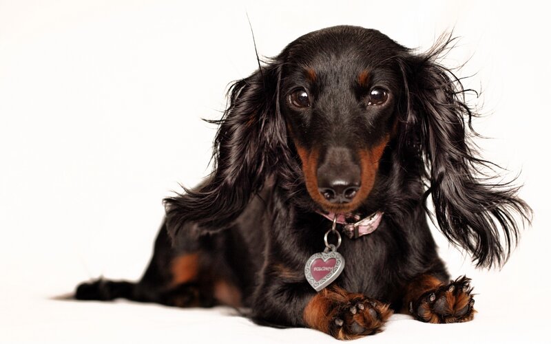 black long-haired dachshund