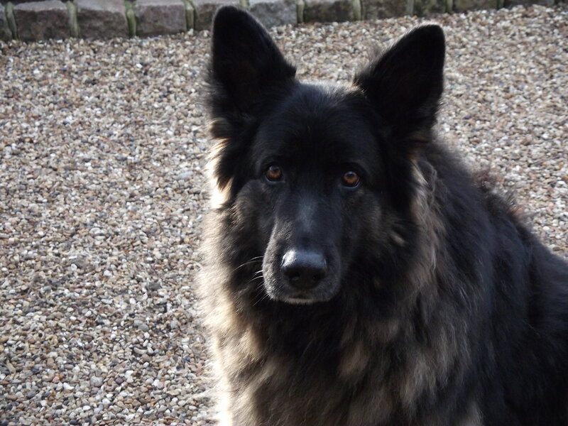 Black Long-haired Dog — Calm, Afternoon