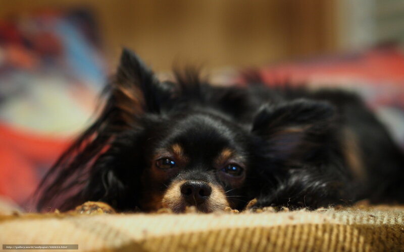 Black Long-haired Dog — Calm, Photograph, Bed