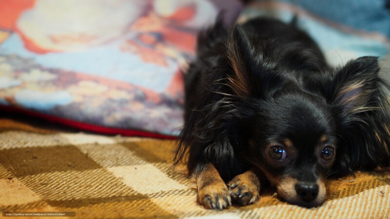 Black Long-haired Dog — Calm, Photograph, Pillow