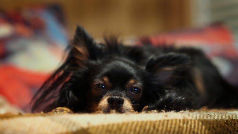 Black Long-haired Dog — Calm, Photograph