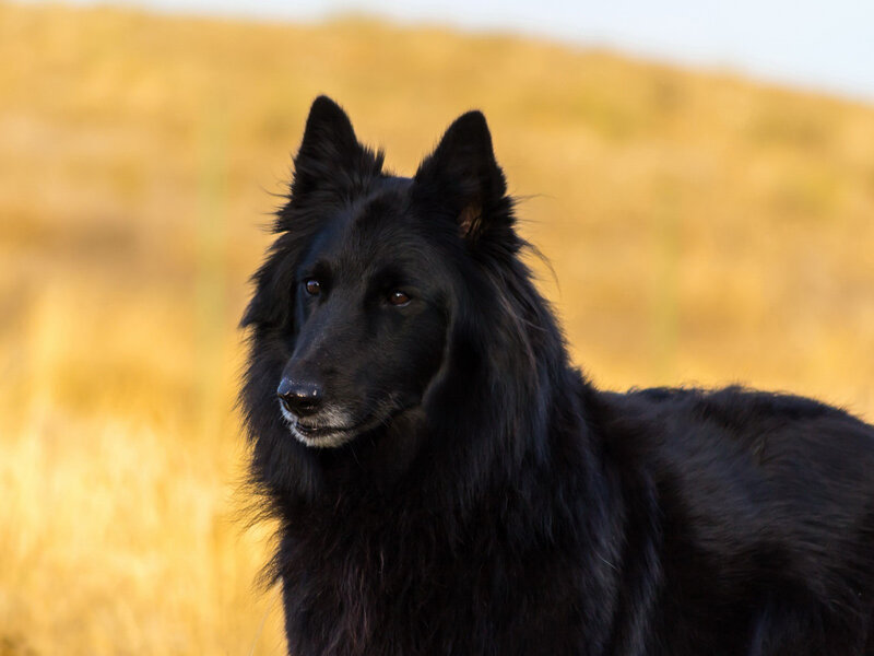 Black Long-haired Dog — Calm, Sunset