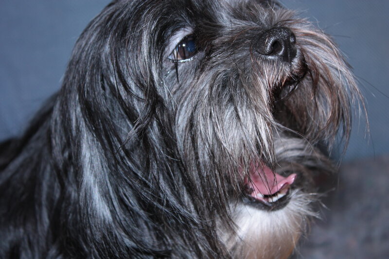 Black Long-haired Dog