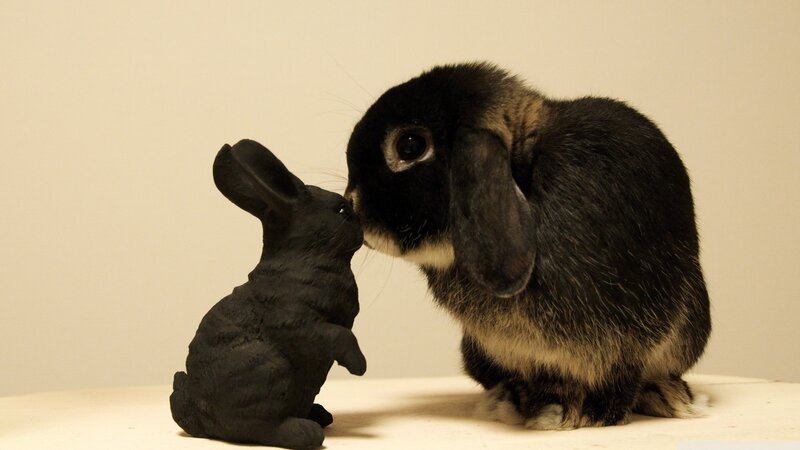 Black Lop-eared Rabbit — Calm, Photograph