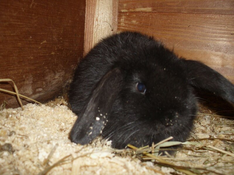 Black Lop-eared Rabbit — Calm