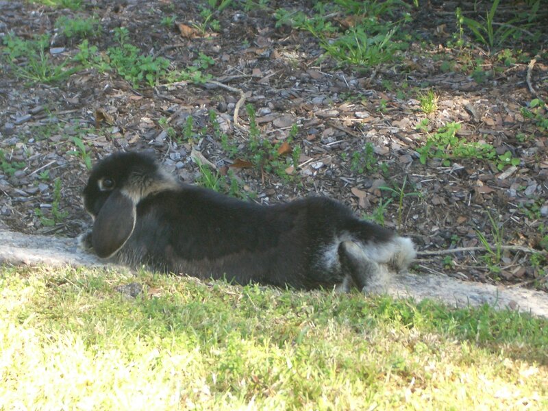 Black Lop-eared Rabbit — Green