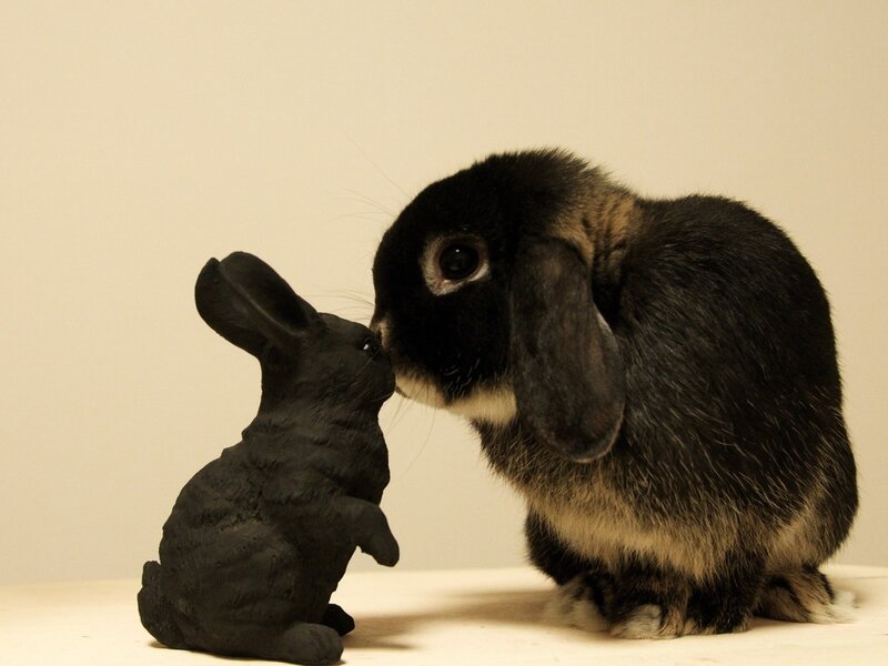 Black Lop-eared Rabbit