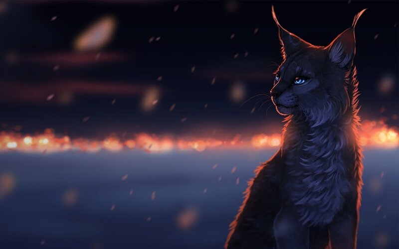 Black Lynx Cat — Dramatic