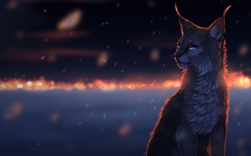 Black Lynx Cat