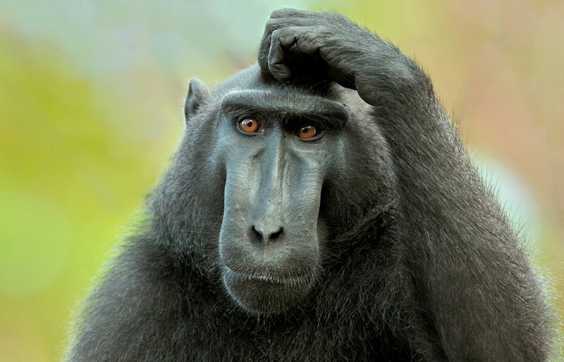 Black Macaque Monkey — Gray, Neutral