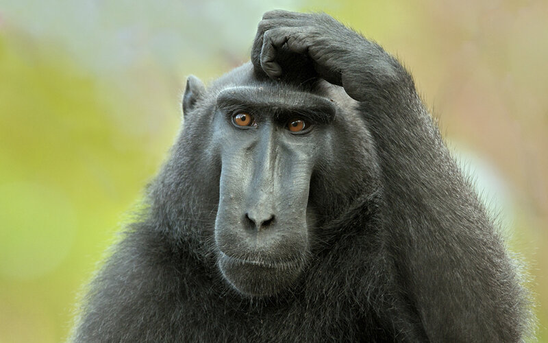 Black Macaque Monkey — Gray