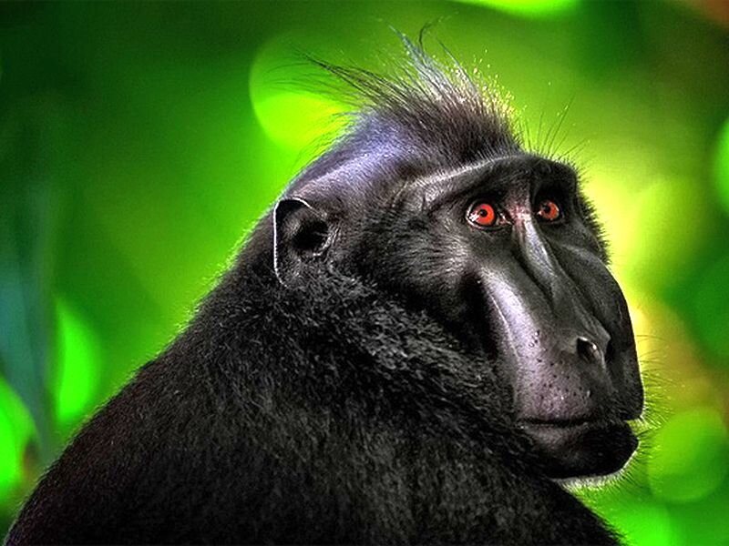 Black Macaque Monkey