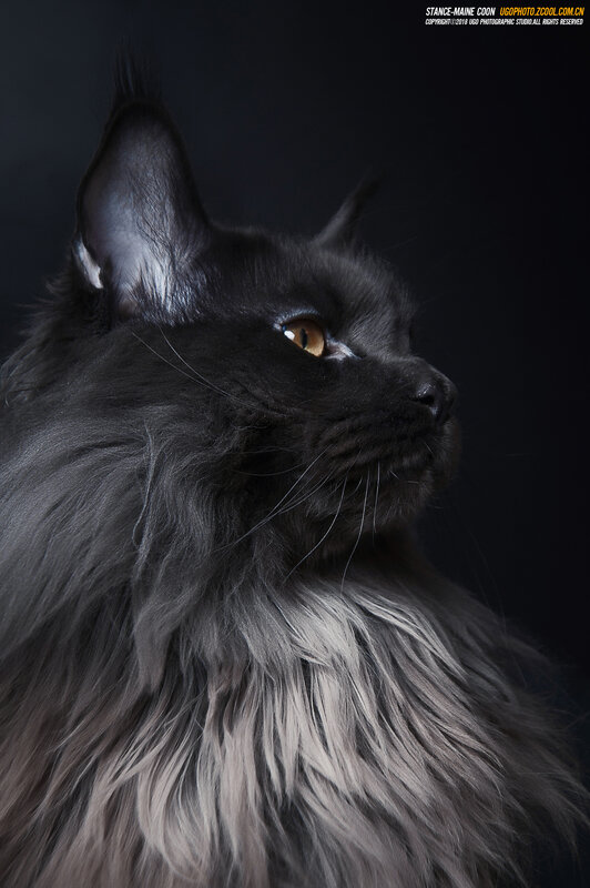 Black Maine Coon Cat — Dramatic, Photograph