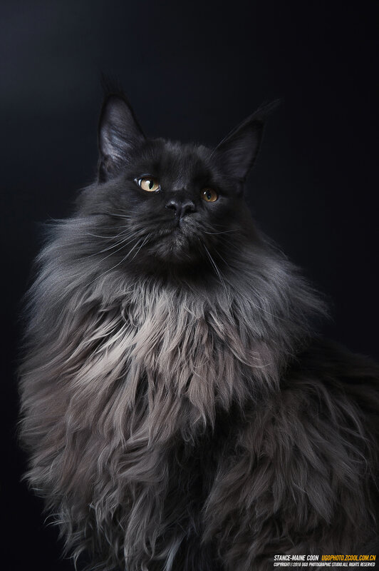 Black Maine Coon Cat — Dramatic