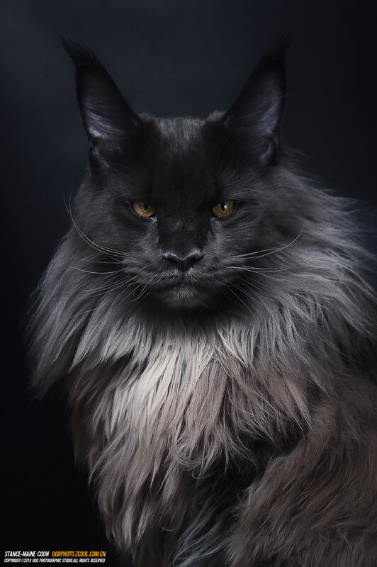 Black Maine Coon Cat
