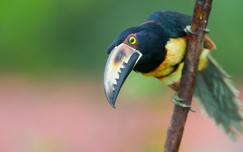 Black-mandibled Toucan perched
