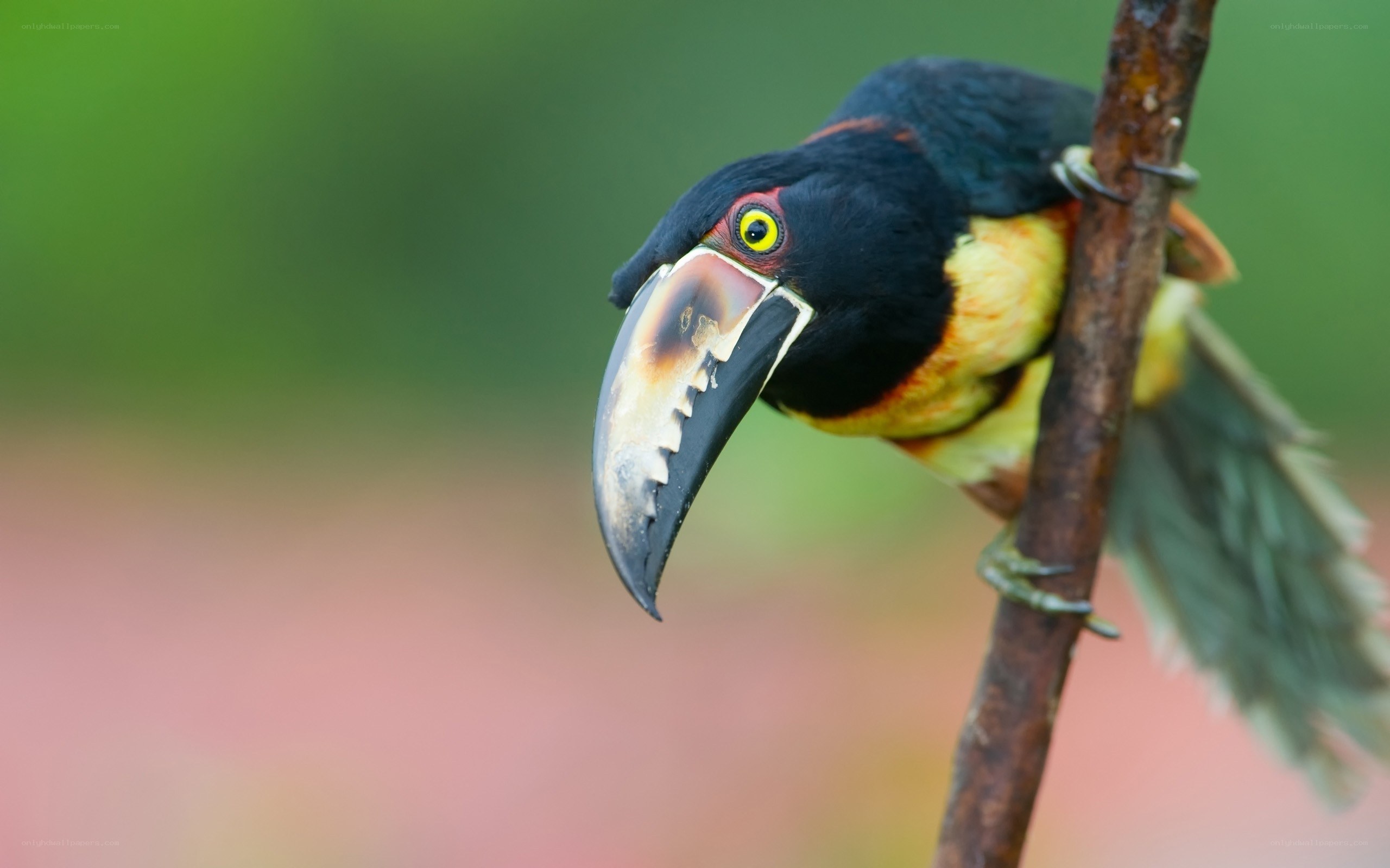 Black-mandibled Toucan perched