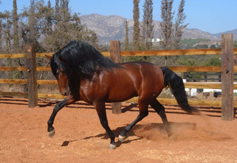Black-maned Horse Running