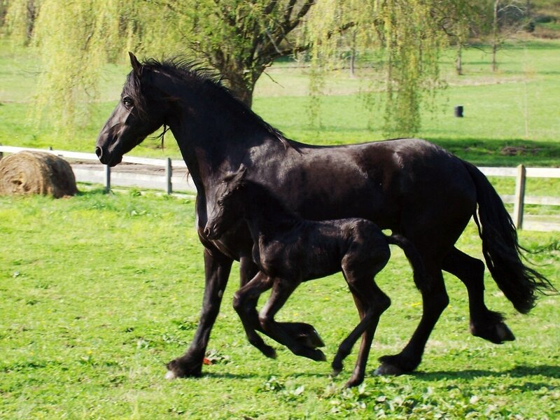 Black Mare and Foal — Green, Calm, Afternoon