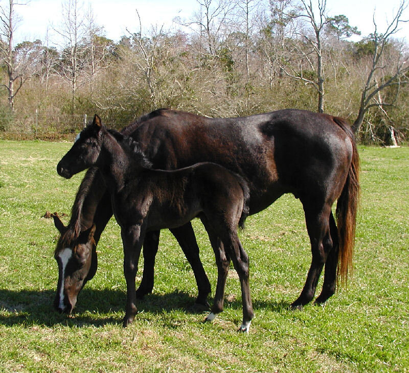 Black Mare and Foal — Green