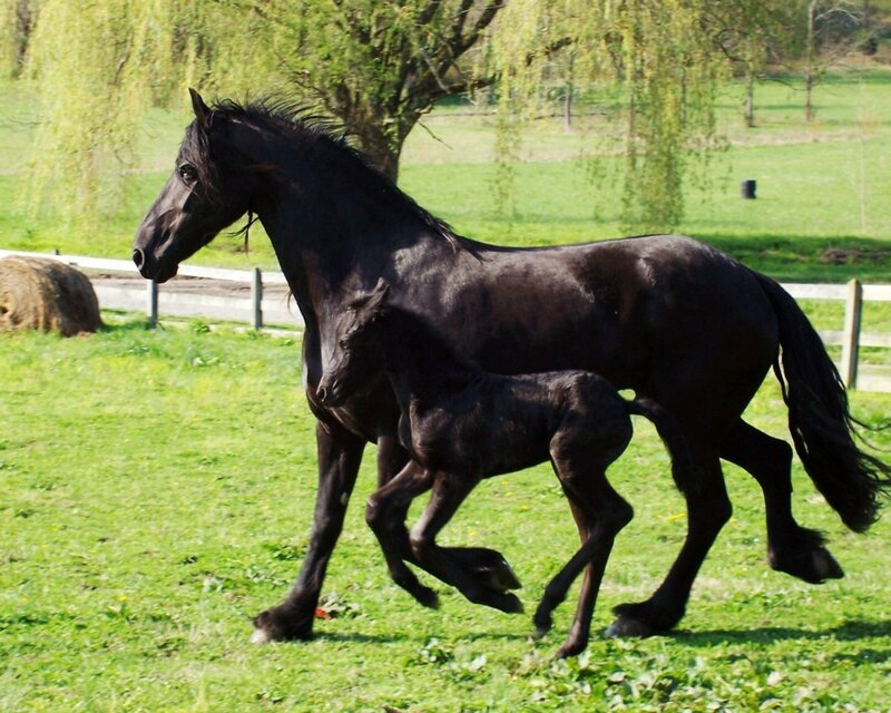 Black Mare and Foal