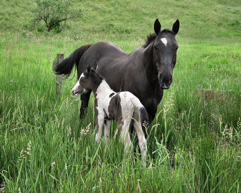 Black Mare with Foal
