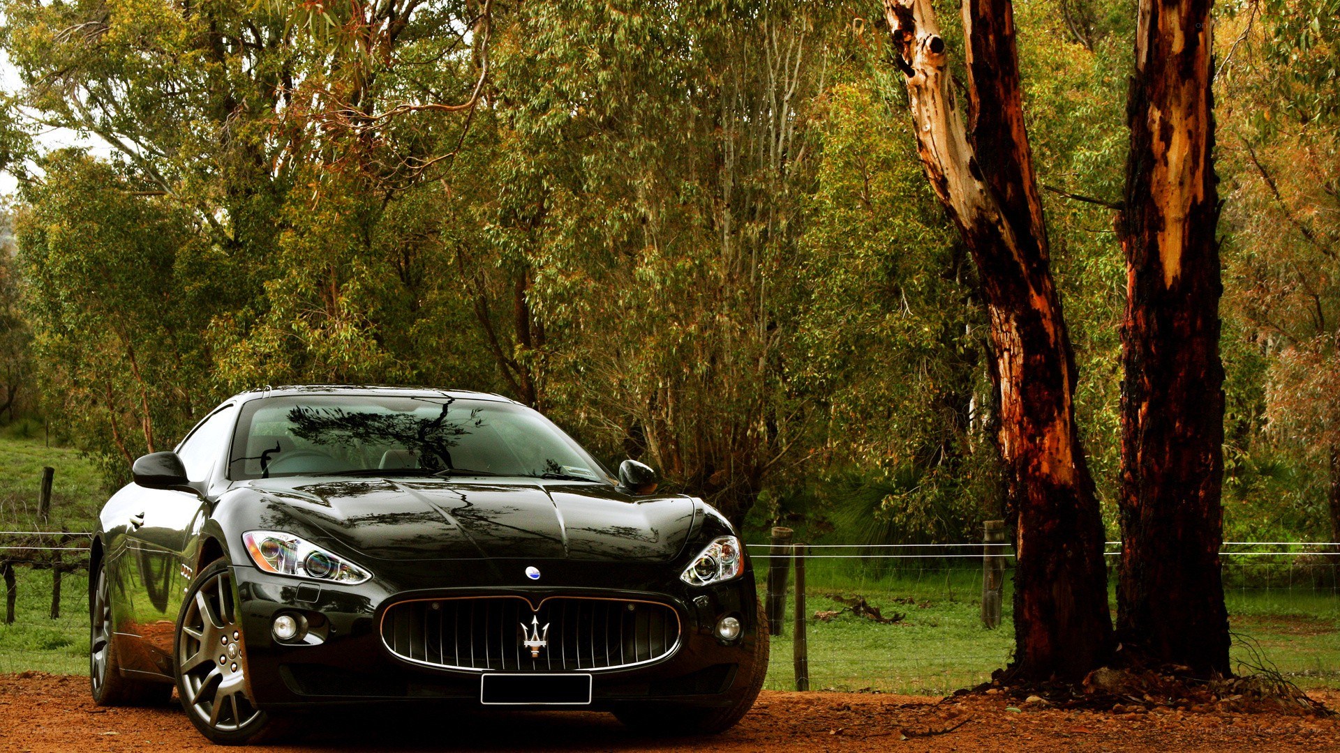 Black Maserati in forest