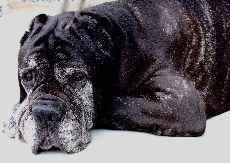 Black Mastiff Dog