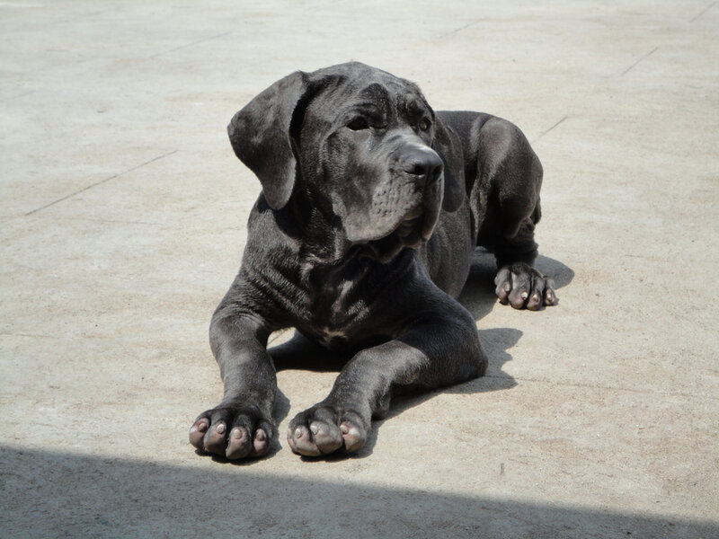 Black Mastiff Puppy — Gray, Calm