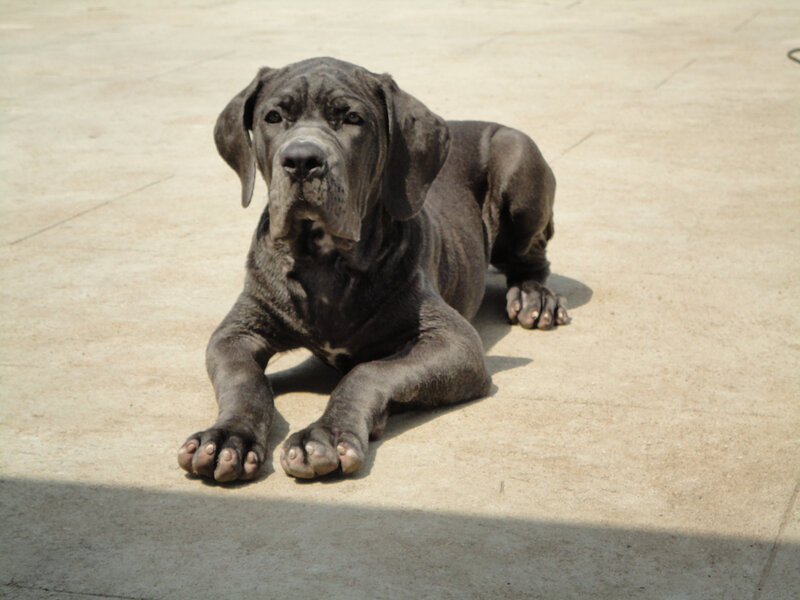 Black Mastiff Puppy — Gray
