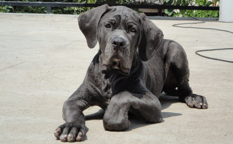 Black Mastiff Puppy