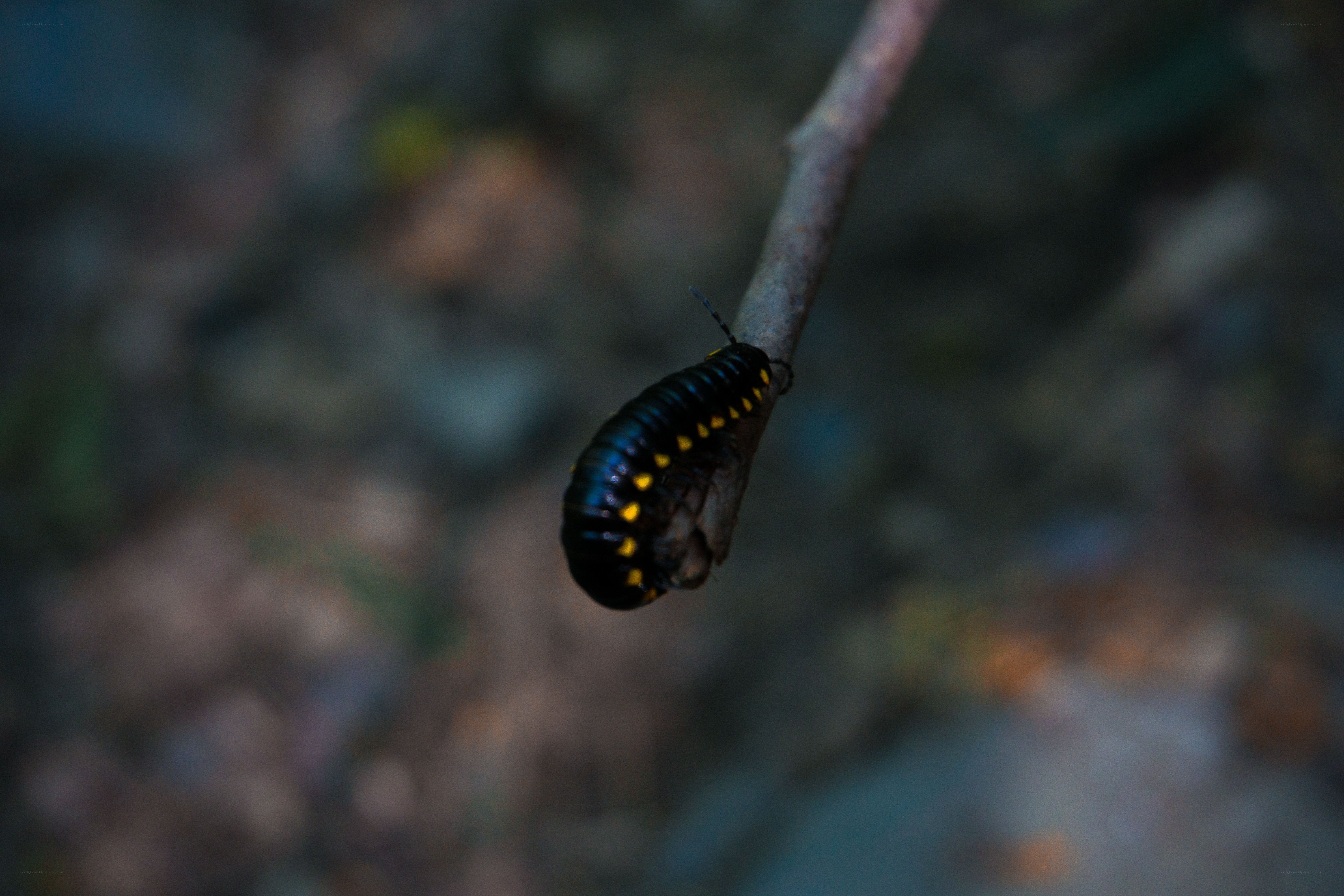 black millipede on branch
