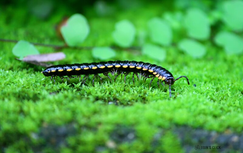 Black Millipede on Moss