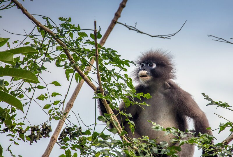 Black Monkey in Tree — Green