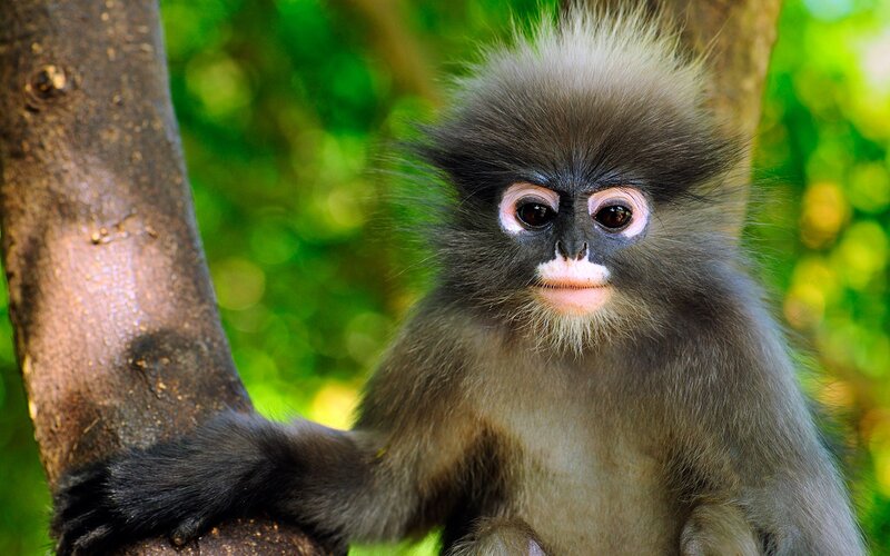 Black Monkey on Tree
