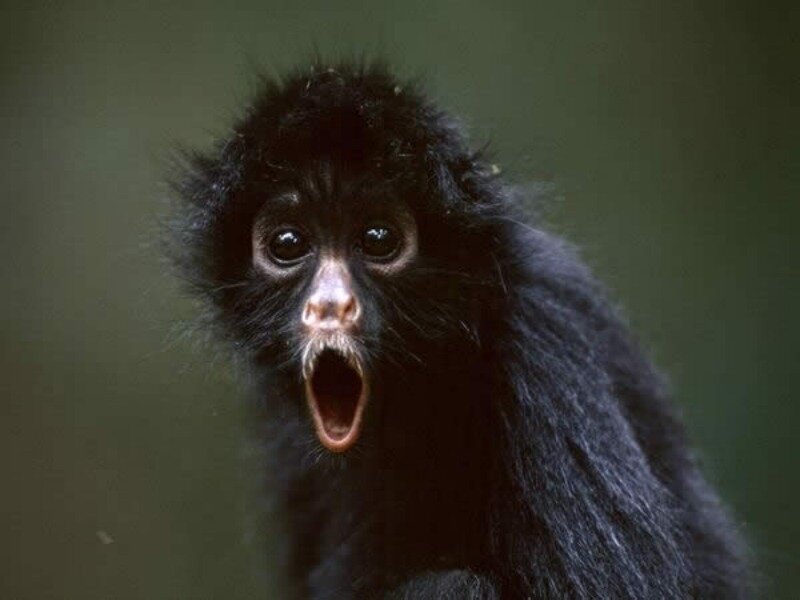 Black Monkey with Open Mouth