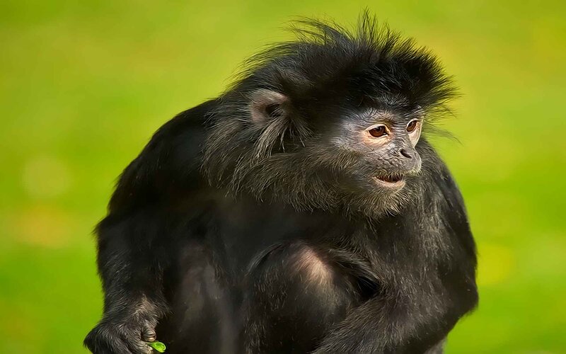 Black Monkey with Tufted Hair